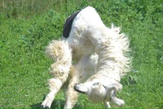Because there isn't much better than frolicking llamas