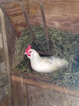 Daisy chicken hijacking the hay feeder.